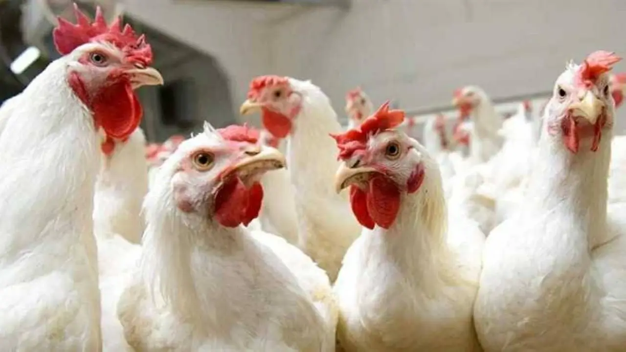 مستويات جديدة لأسعار الفراخ البيضاء في بورصة الدواجن والأسواق السبت 18 أبريل